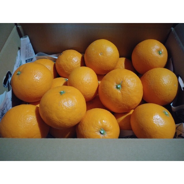 愛媛県西宇和産　清見オレンジ約５㎏ 食品/飲料/酒の食品(フルーツ)の商品写真