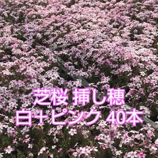 芝桜 挿し穂 白＋ピンク 40本 ハンドメイドのフラワー/ガーデン(その他)の商品写真