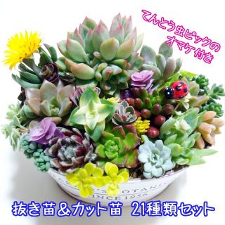 カット苗　２１種類セット(その他)