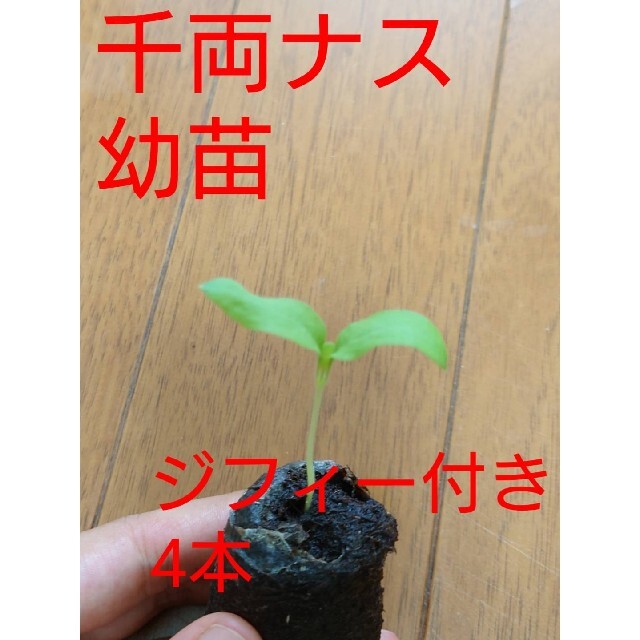 《無農薬》ナスの幼苗《4本》 食品/飲料/酒の食品(野菜)の商品写真