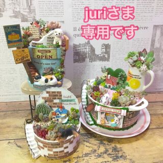 多肉植物　juriさま専用オーダーページ(その他)