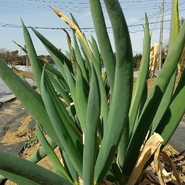 新鮮野菜【乾燥野菜10種類入り♪】農薬不使用 食品/飲料/酒の食品(野菜)の商品写真