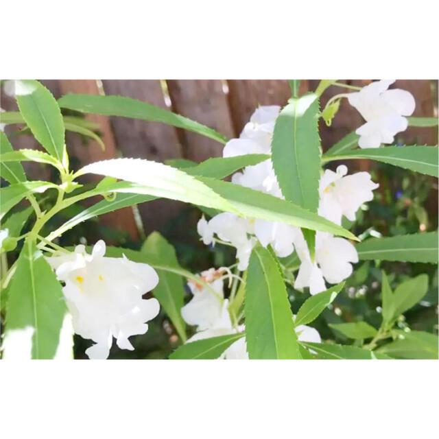 花の種  八重咲きホウセンカ （白）種50粒 ハンドメイドのフラワー/ガーデン(その他)の商品写真