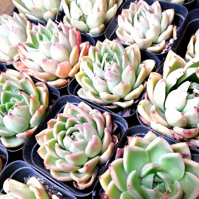 サーモンピンク 安心根付き 韓国苗 エケベリア Mollissima 多肉植物の通販 By かめち S Shop ラクマ サーモンピンク 安心根付き 韓国苗 エケベリア Mollissima 多肉植物の通販 By かめち S Shop ラクマ
