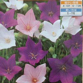 花の種    桔梗ミックス＋桔梗ピンク＋おまけ(その他)