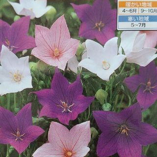 花の種     桔梗ピンク２５粒＋おまけ(その他)