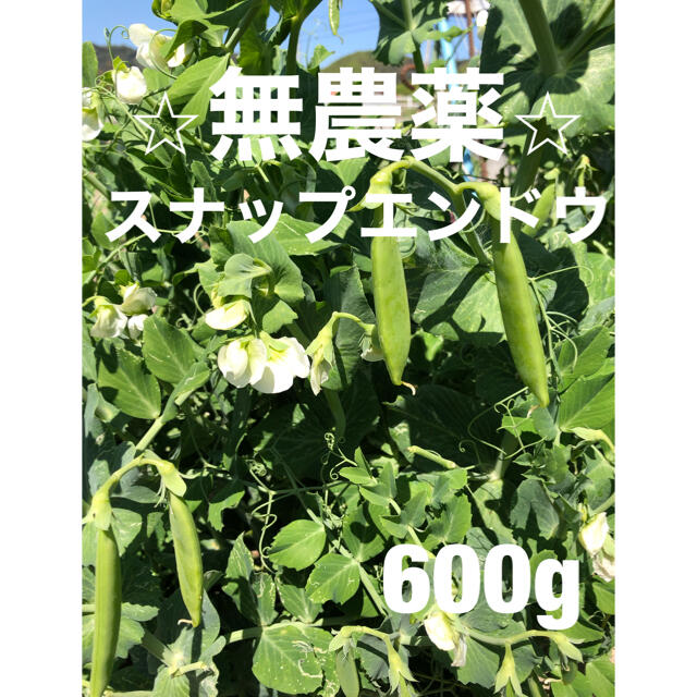 ⭐︎無農薬⭐︎スナップエンドウ 食品/飲料/酒の食品(野菜)の商品写真