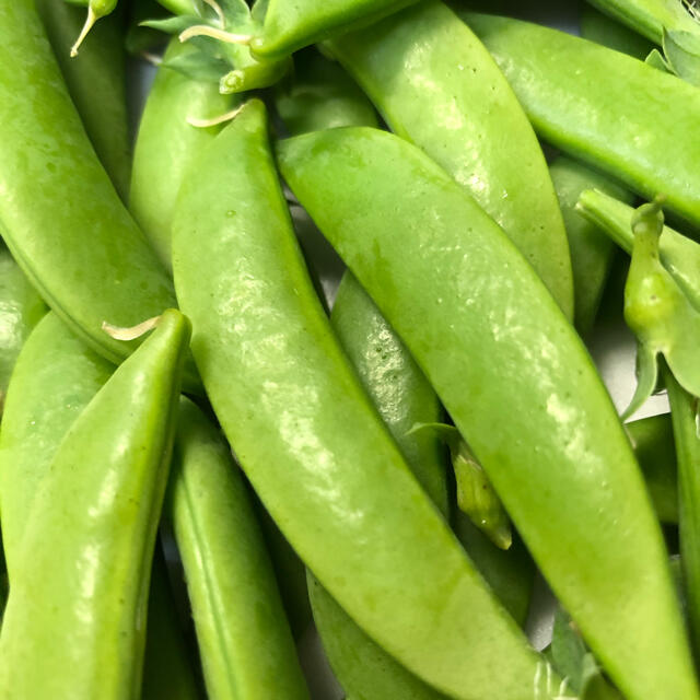 ⭐︎無農薬⭐︎スナップエンドウ 食品/飲料/酒の食品(野菜)の商品写真