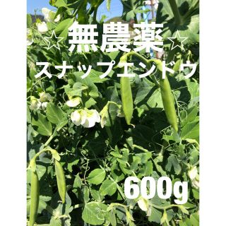 ⭐︎無農薬⭐︎スナップエンドウ(野菜)