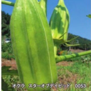 3色オクラの種　たねの森(野菜)