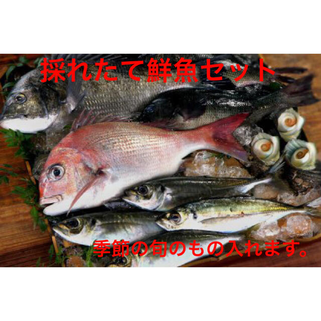 朝〆・採れたて鮮魚セット活〆神経抜き◎処理