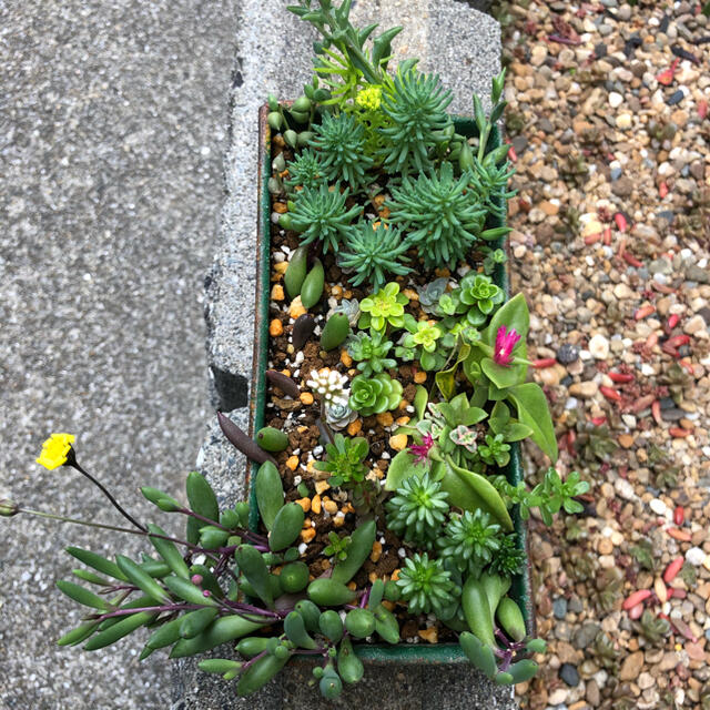 多肉植物❤︎寄せ植え❤︎鉢の中身全部♪🪴🪴 ハンドメイドのフラワー/ガーデン(その他)の商品写真