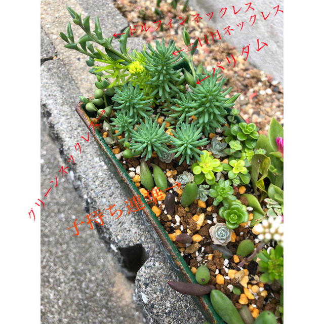 多肉植物❤︎寄せ植え❤︎鉢の中身全部♪🪴🪴 ハンドメイドのフラワー/ガーデン(その他)の商品写真