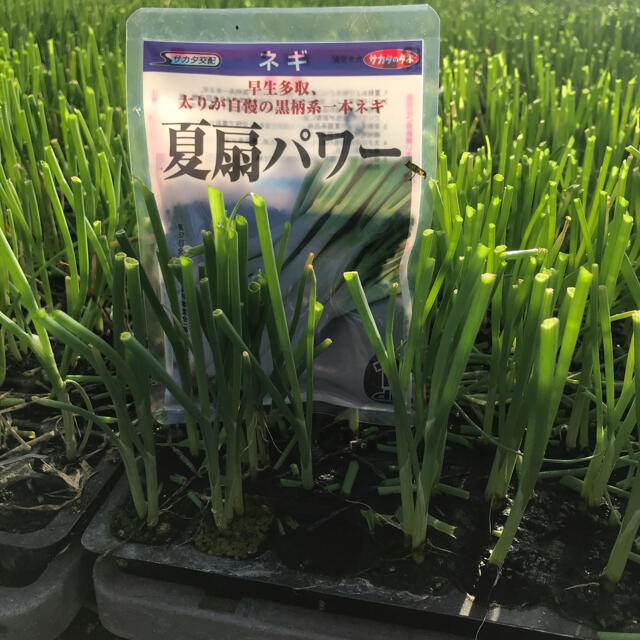 ネギ苗1,000本(タネはサカタの夏扇パワー、太さ約3mm) 食品/飲料/酒の食品(野菜)の商品写真