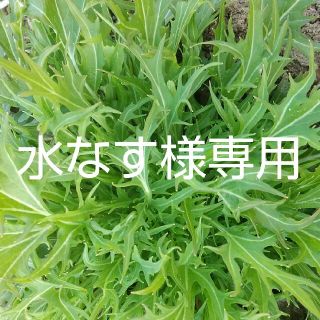 水なす様専用(野菜)