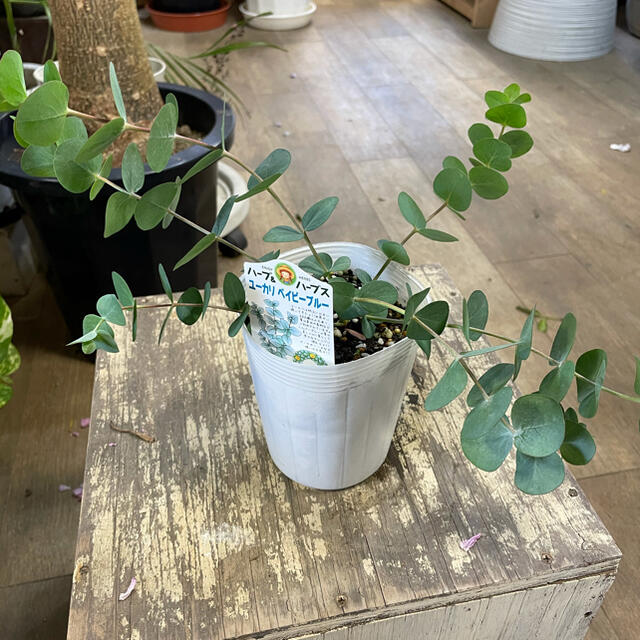 現品 抜き苗 ユーカリ ベイビーブルー 観葉植物ハーブポポラスグニー銀世界の通販 By まっは S Shop ラクマ 現品 抜き苗 ユーカリ ベイビーブルー 観葉植物ハーブポポラスグニー銀世界の通販 By まっは S Shop ラクマ