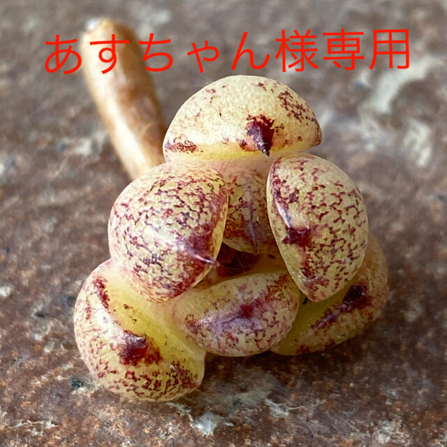 多肉植物　　6点セット ハンドメイドのフラワー/ガーデン(その他)の商品写真