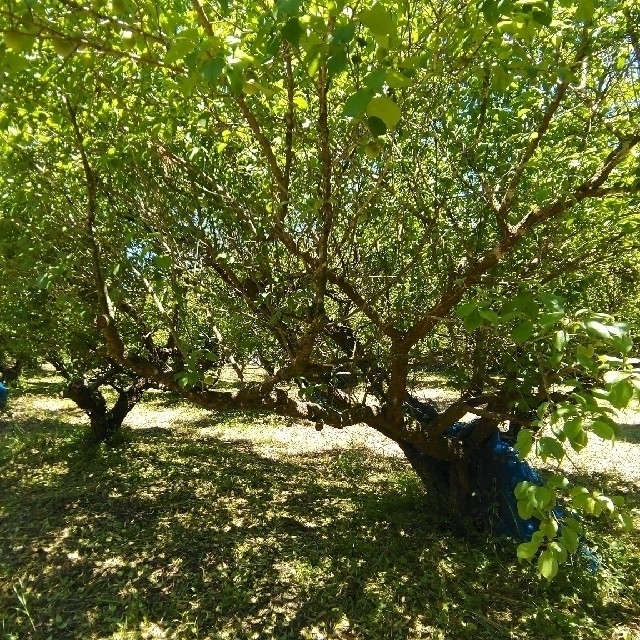 自然栽培 南高青梅 小梅 1kg 無肥料 無農薬 鹿児島県産 食品/飲料/酒の食品(フルーツ)の商品写真