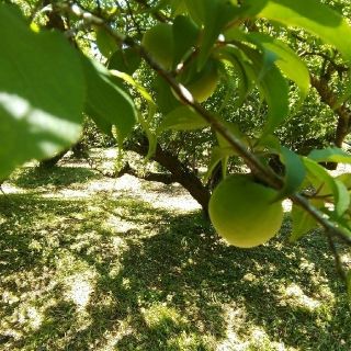 自然栽培 南高青梅 小梅 1kg 無肥料 無農薬 鹿児島県産(フルーツ)