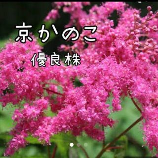 京かのこ  花苗  多年草  (プランター)