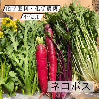 野菜詰め合わせ　サラダセット(野菜)