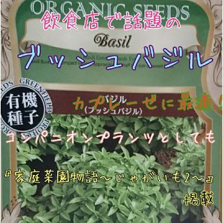 ブッシュバジル 固定種 野菜の種 ハーブの種 水耕栽培 家庭菜園 種子 種(野菜)