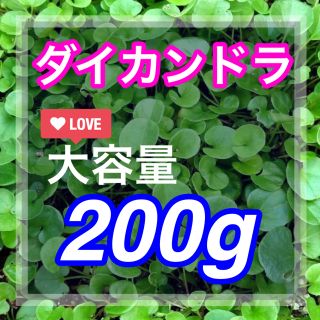 【まき時】ダイカンドラ ディコンドラ 200g種子。《14平米》芝生へ(その他)