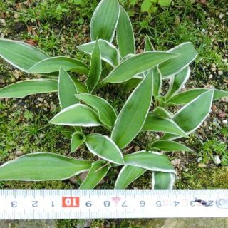 細葉白フチの斑入り小型ギボウシ　３芽(その他)