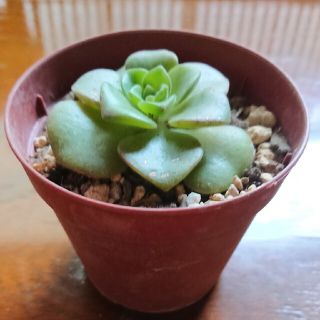 アエオニウム リリーパット(その他)