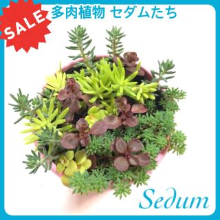 セール 自力で育つ 多肉植物 セダム など 観葉植物 苗 育てやすい (プランター)