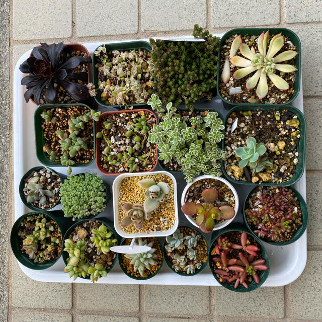 【週末SALE】多肉植物　おまとめセット ハンドメイドのフラワー/ガーデン(その他)の商品写真