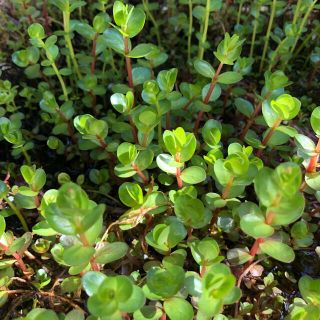 水草　ロタラインディカ　10本　【水上葉】(アクアリウム)