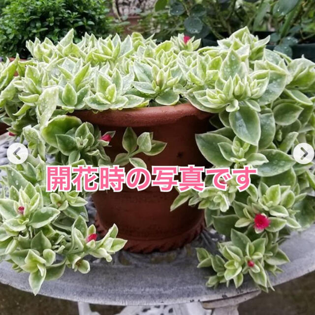 【多肉植物を育ててみませんか❤️幸運の花】斑入り　ベビーサンローズ　2本　抜き苗 ハンドメイドのフラワー/ガーデン(その他)の商品写真