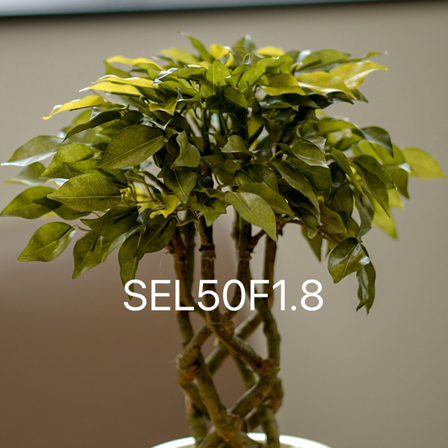 SONY SEL50F1.8 × SEL55-210 セット 5
