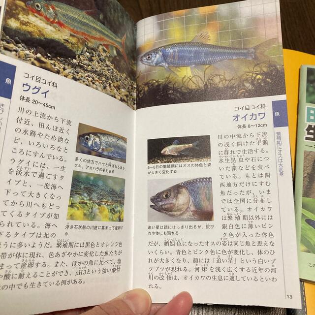 田んぼの生き物図鑑 エンタメ/ホビーの本(絵本/児童書)の商品写真