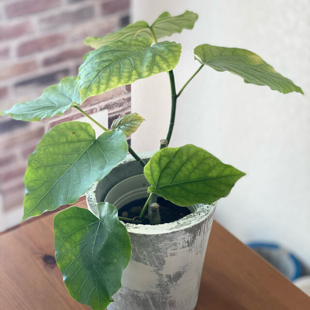 観葉植物 フィカス ウンベラータ セメント鉢カバー付き3の通販 By Kyk Village Farm ラクマ 観葉植物 フィカス ウンベラータ セメント鉢カバー付き3の通販 By Kyk Village Farm ラクマ