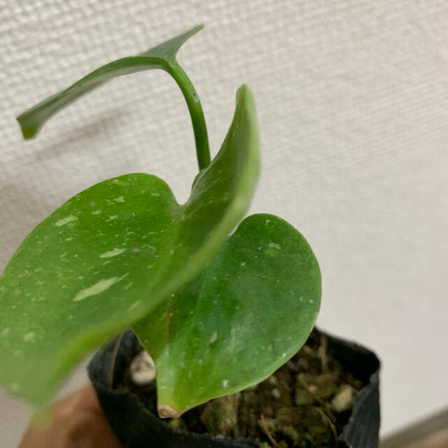 レア実生苗】斑入り モンステラ デリシオーサ 根っこ張ってます! レア実生苗】斑入り モンステラ デリシオーサ 根っこ張ってます!