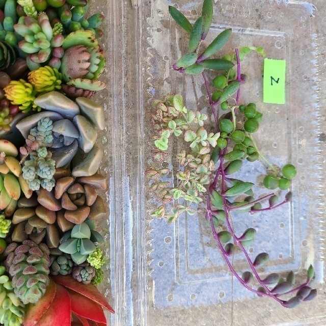 多肉植物カット苗‼️完売‼️　寄せ植え　②たっぷりモリモリ💪 ハンドメイドのフラワー/ガーデン(その他)の商品写真