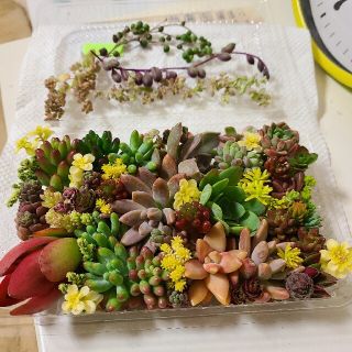 多肉植物カット苗セダム⑤たっぷりモリモリ💪(その他)