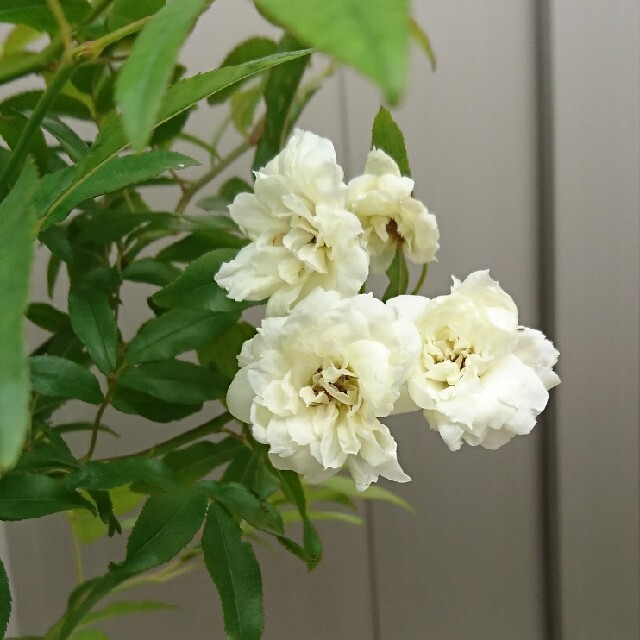 モッコウバラポット苗 白花 ハンドメイドのフラワー/ガーデン(その他)の商品写真