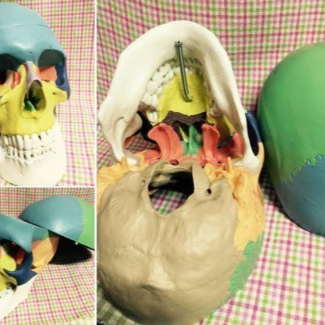 頭蓋骨 模型 ドクロ スカル ガイコツ 骨 ディスプレイ 置物 教材 エンタメ/ホビーのおもちゃ/ぬいぐるみ(模型/プラモデル)の商品写真