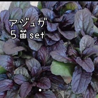 アジュガ花苗 5株set(その他)