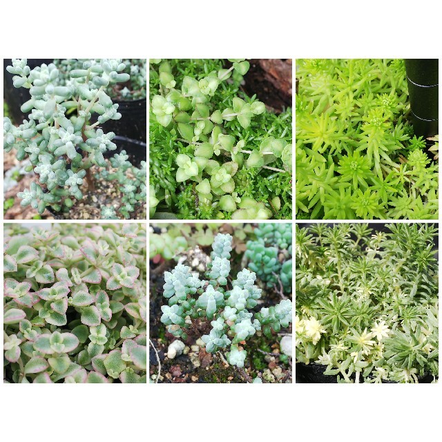 多肉植物 お好きなセダム10種類詰め合わせセット ハンドメイドのフラワー/ガーデン(その他)の商品写真