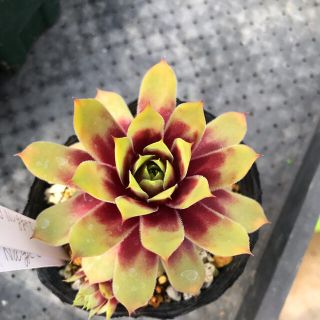 ゴールドナゲット　sempervivum(その他)