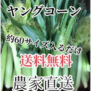 ともプロフ様専用1箱発送割引(野菜)