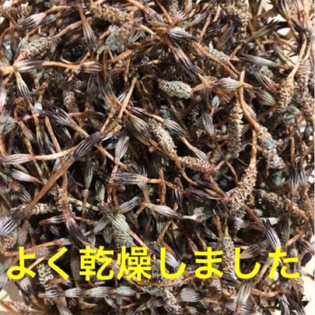 出来たてホヤホヤ★つくし茶★５００ml煮出し用　２g×１０パック 食品/飲料/酒の健康食品(健康茶)の商品写真