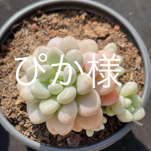 ハンドメイド多肉植物