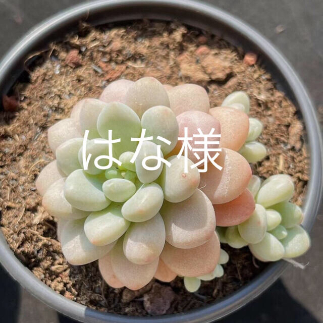 多肉植物ハンドメイド