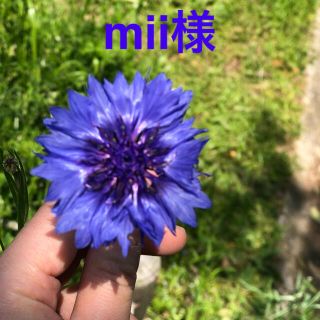 mii様確認用(シャツ/ブラウス(長袖/七分))