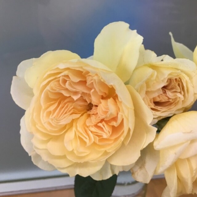 薔薇の苗 ハンドメイドのフラワー/ガーデン(プランター)の商品写真